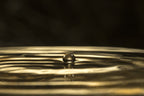 24K Gold serum